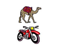 Camel and motorcycle